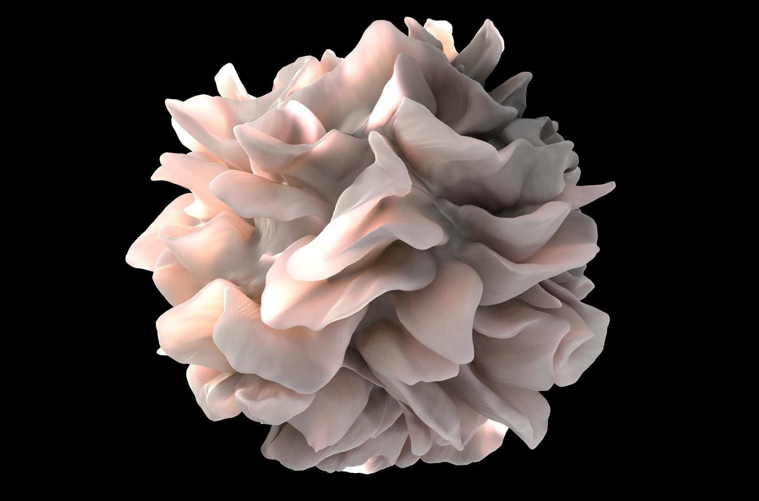 Artistic rendering of a human dendritic cell that looks like a pale blush-pink sculpture made of layered flower petals, with smooth flowing folds and soft highlights, floating against a deep black background.