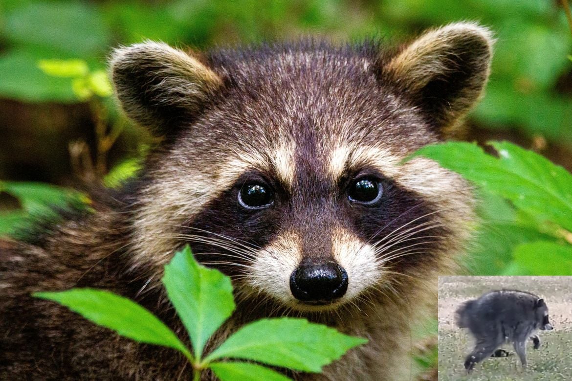 Close-up of a raccoon peering through green forest foliage, with distinctive black facial markings and alert eyes. A small inset image shows Jimothy the raccoon walking across grassy ground.