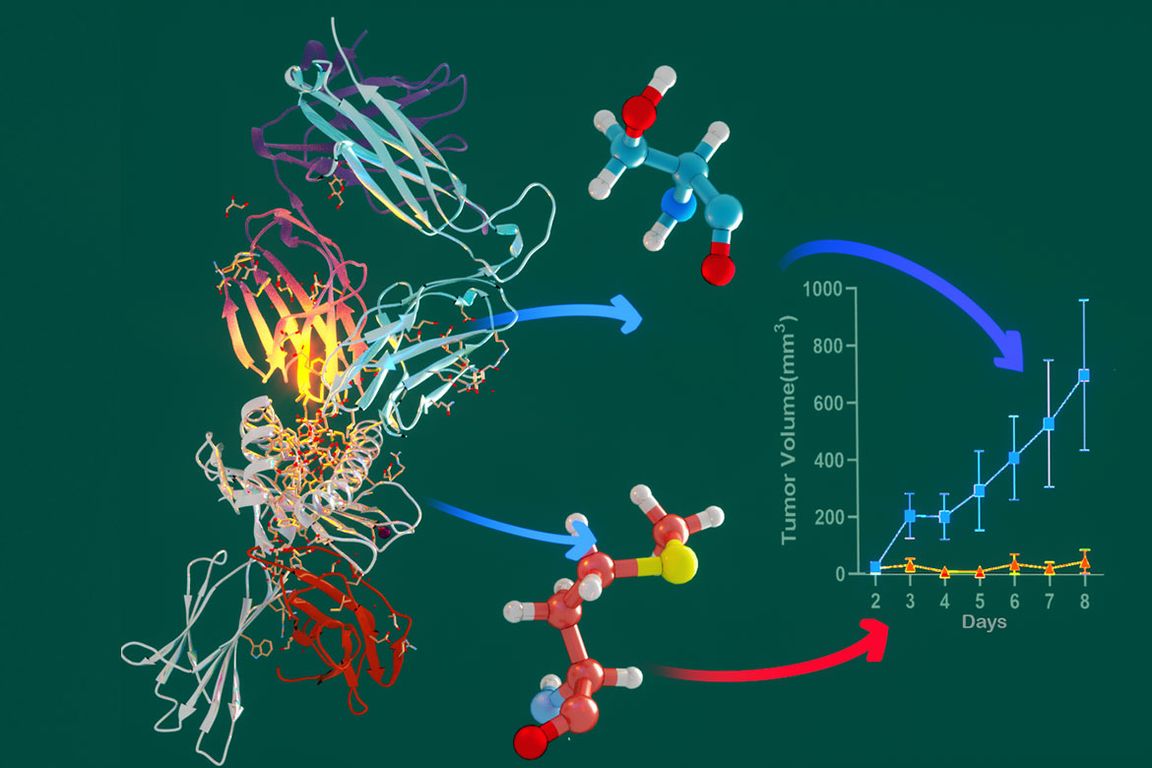 A graphic illustration showing how the introduction of catch bonds between TCR and pMHC enhances anti-tumor efficacy