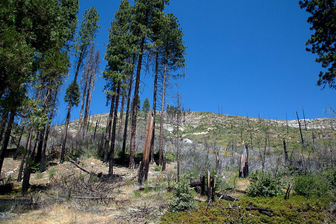 A mountain with forrest fire result of charred trees against the blue sky 